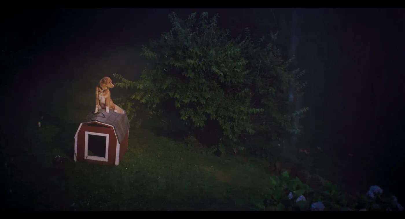 Good Boy – pies, który zmienił światowe kino, już na Halloween na wielkim ekranie. Horror tylko w kinach już od 31 października!