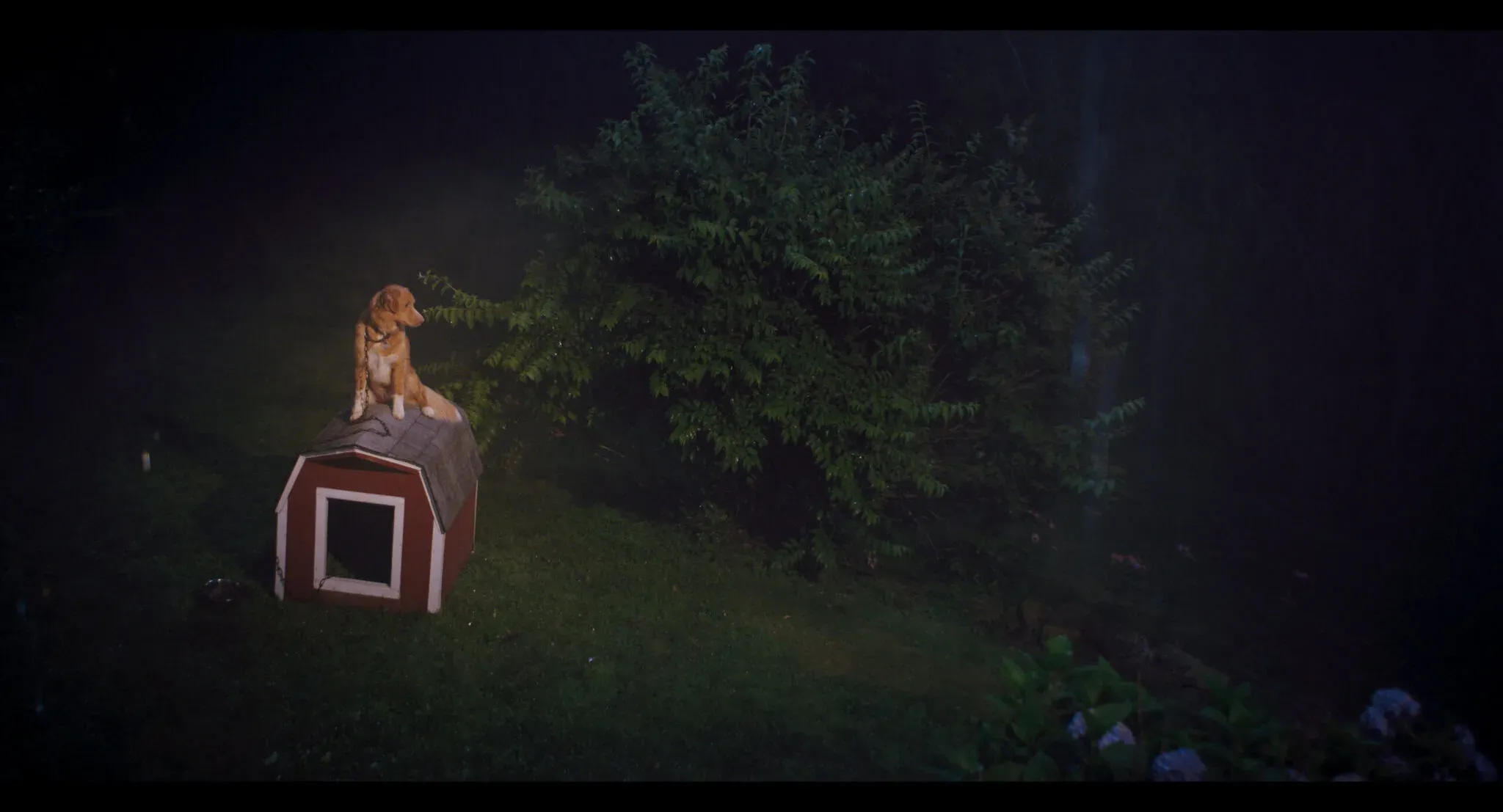 Good Boy – pies, który zmienił światowe kino, już na Halloween na wielkim ekranie. Horror tylko w kinach już od 31 października!